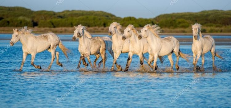 LA SPLENDIDA UTOPIA DI UN MONDO VEGAN