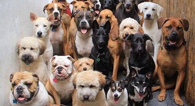 CANI IN CHIESA NEL GIORNO DELLE PALME