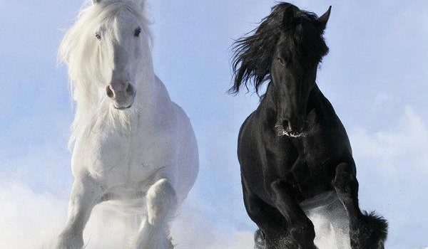 IL PROBLEMA DELLE BOTTICELLE A ROMA