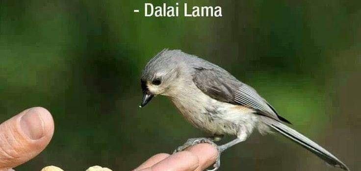 FINCHE’ UN ANIMALE SARA’ RECLUSO NESSUN UOMO SARA’ LIBERO di Franco Libero Manco