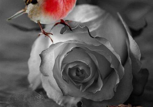 ARMONIZZARE LE DIVERSITA’