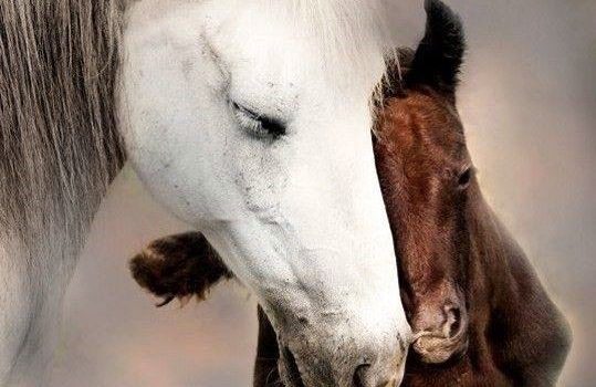 LA FARSA DELLA LEGGE A PROTEZIONE DEGLI ANIMALI