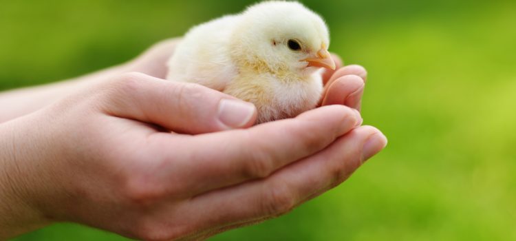 Vegani per forza… tanto per cominciare – Primi passi verso l’etica universale