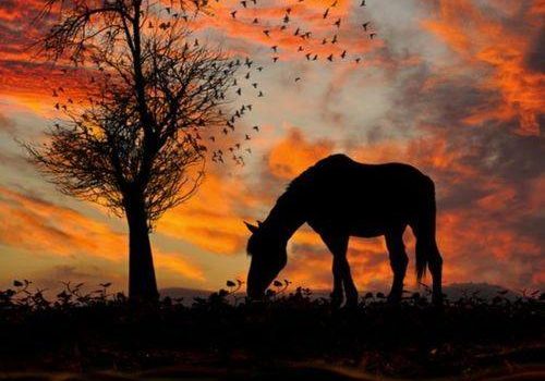 NON E’ UNA MODA ESSERE VEGAN