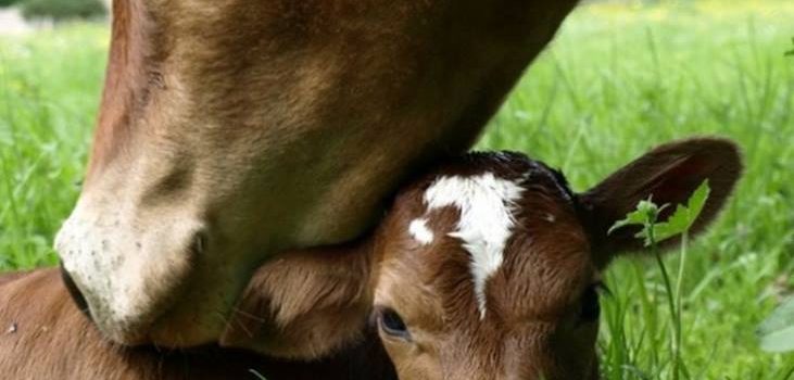 LA TRAPPOLA DEL FORMAGGIO – RECENSIONE