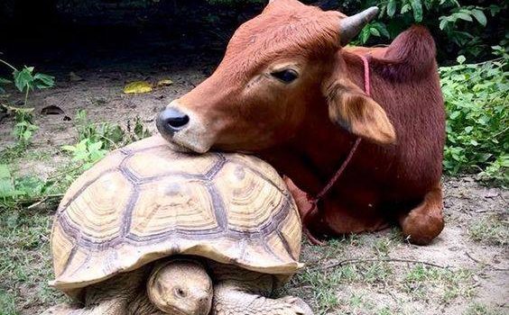 NON FATEMI SENTIRE IN COLPA SE MANGIO ANIMALI