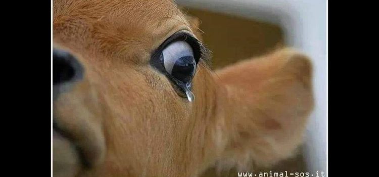 MA LA CARNE E’ NECESSARIA? Nessuno ti costringe ad essere crudele