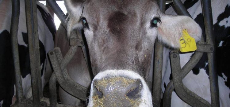 DOSSIER LATTE, UN OMICIDA SILENZIOSO