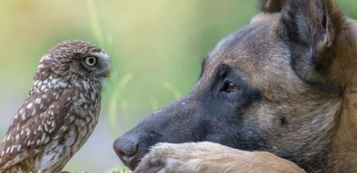 IL VERO AMORE E’ AMORE PER LA VITA UNIVERSALE