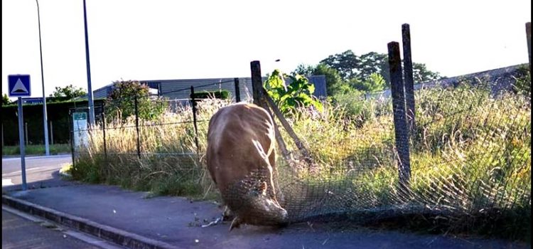 Marcia per la Fine dello Specismo Firenze 28 settembre 2019
