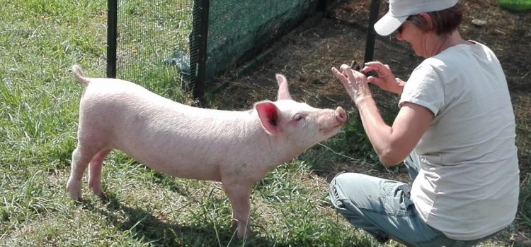 Lettera aperta al direttore de la Repubblica e al giornalista Marino Niola