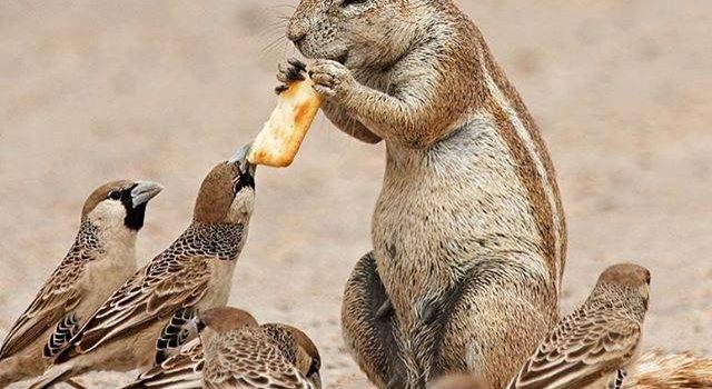 VEGAN, LA GRANDE RIVOLUZIONE UMANA