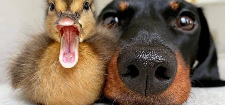 QUANDO GLI ANIMALI SONO MOTIVO DI DISSIDIO