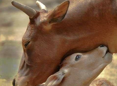 RETE DI PREGHIERA IN AIUTO AGLI ANIMALI SOFFERENTI