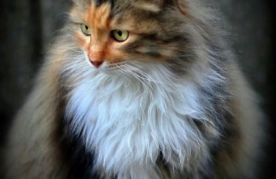 Uno scrittore senza un gatto è inconcepibile. Certo è una scelta perversa, poiché sarebbe più semplice scrivere con un bufalo nella stanza piuttosto che con un gatto. Si accucciano tra i vostri appunti, mordicchiano le penne e camminano sui tasti della macchina da scrivere. (Barbara Holland)