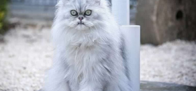 Il gatto è stato per me un animale socratico. Mi ha insegnato a scoprire chi ero ed anche qual era il mio posto nel mondo.