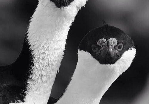 FACCIAMOCI SENTIRE NOI VEGANI