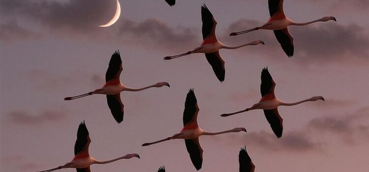 PROSEGUONO I LUNEDI’ CULTURALI IN AVA CON FRANCO LIBERO MANCO