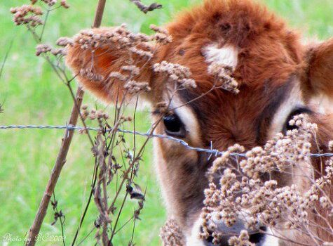 DIETA DIVERSA PER OGNUNO?