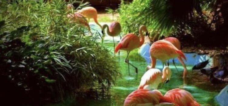 ARMONIZZARE LE DIVERSITA’