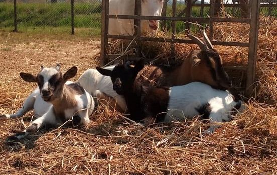 YOGA, STRUMENTO DI ARMONIA INTERIORE E POTENZIAMENTO DI ENERGIA VITALE