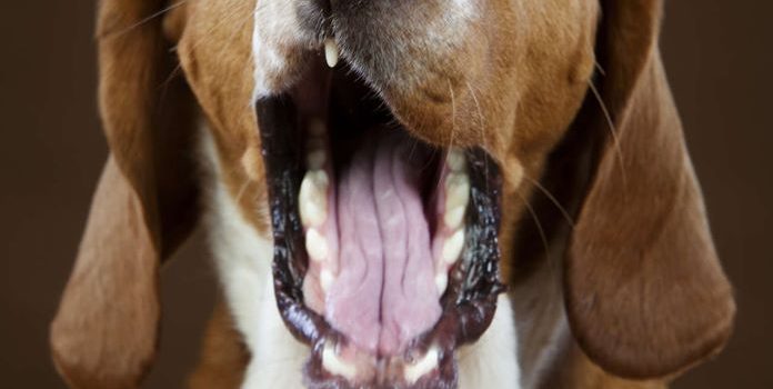 MOZART E IL SUO CANE FEDELE