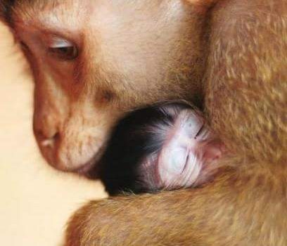 L’INFERNO ESISTE, E’ LA VIVISEZIONE. SE SEI UN UOMO COMBATTILA