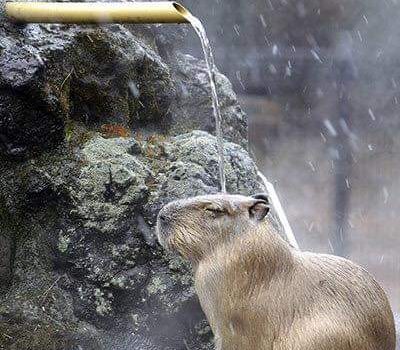“Non possiamo vincere la battaglia per la salvezza delle specie e degli ambienti senza altresì plasmare un legame emozionale tra noi stessi e la natura, perchè non combatteremo mai per qualcosa che non amiamo”  (Stephen Jay Gould)