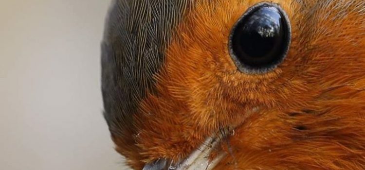 “La natura dipinge per noi, giorno dopo giorno, immagini di infinita bellezza.”  (John Ruskin)