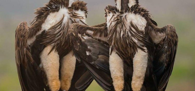 Rendiamoci conto che con questa stramaledetta pandemia siamo tutti nelle mani di Dio… Speriamo che non faccia l’applauso.  A tal proposito  “Io non so se Dio esiste,ma se non esiste ci fa una figura migliore”. (Stefano Benni)