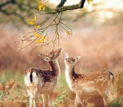 Effetto placebo: il formidabile potere dell’autoguarigione