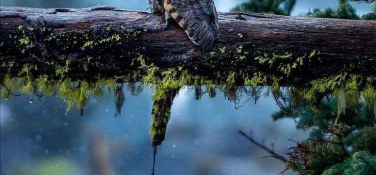 Il mio grado nell’esercito? Ostaggio, in caso di guerra. (Woody Allen)