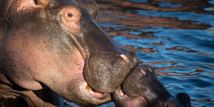 IL DECALOGO DELL’IPPOPOTAMO FELICE