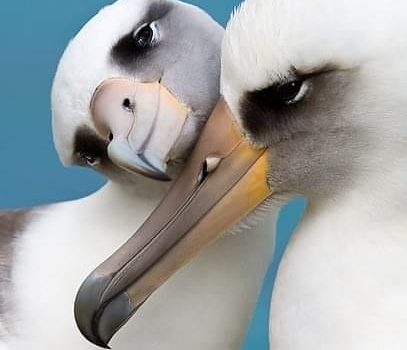 Perdere un genitore può essere una disgrazia, perderli entrambi rasenta la sbadataggine. (Oscar Wilde)