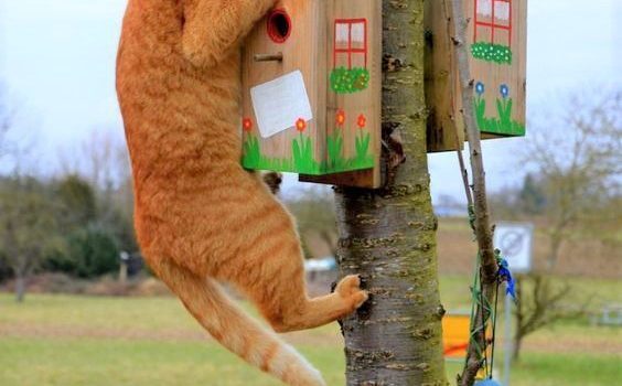 L’imbarazzo degli imbarazzi: Trovare un altro occhio che ti guarda dall’altra parte del buco della serratura…