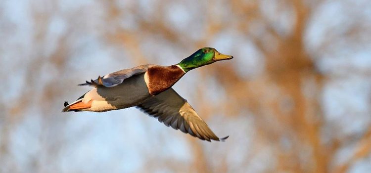 Chi va piano va sano e viene tamponato poco lontano. (Marcello Marchesi)
