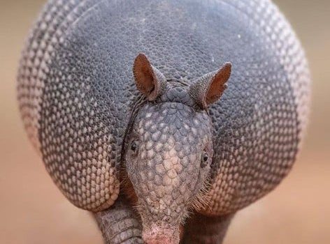 Un giorno portai alla maestra una mela e lei mi diede un bacio. Il giorno dopo le portai un’anguria e lei non capì. (Mario Zucca)