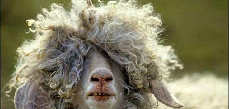 In una domenica che si rispetti rimani spettinata almeno fino alle cinque del pomeriggio. Voglio una vita spettinata, perchè le cose belle della vita spettinano… (Mafalda)