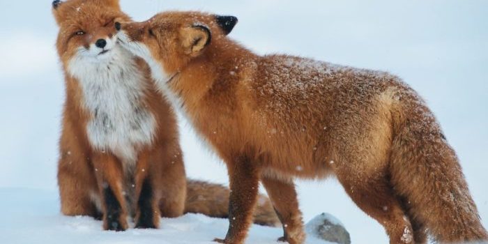 Le volpi, con la loro bella coda gonfia, il pelo rossiccio e gli occhi intelligenti. Per tre cose la volpe va fiera: orecchio che sente la talpa sottoterra, coda che non ha pari e furbizia che inganna ogni animale…