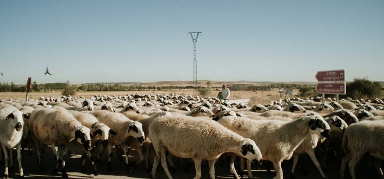 NON PIÙ UOMINI MA AUTOMI TELECOMANDATI