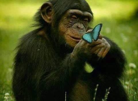 AVRAI CAPITO LA VITA…