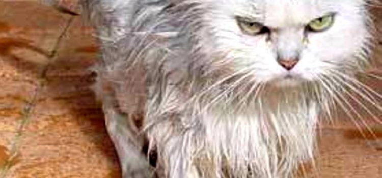 Guardaroba femminile: Non indossate mai niente che getti nel panico il vostro gatto. (P.J.O’Rourke)