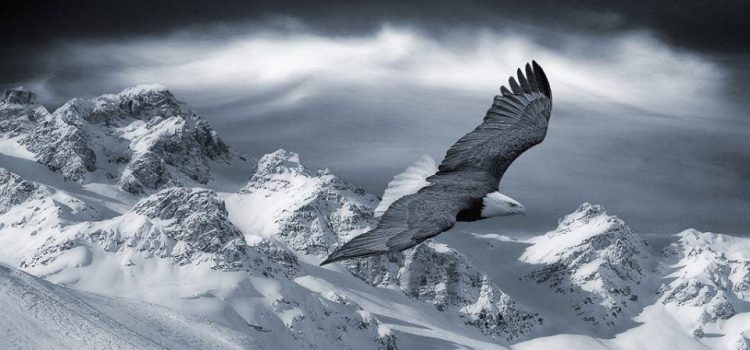 L’aquila la regina di tutti gli uccelli