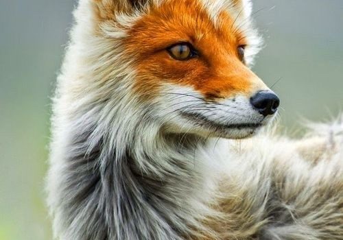 “Agricoltore trentottenne desidera conoscere nubile trentenne, proprietaria trattore, scopo matrimonio. Pregasi inviare foto del trattore”. (Annuncio economico pubblicato su un giornale francese di provincia)