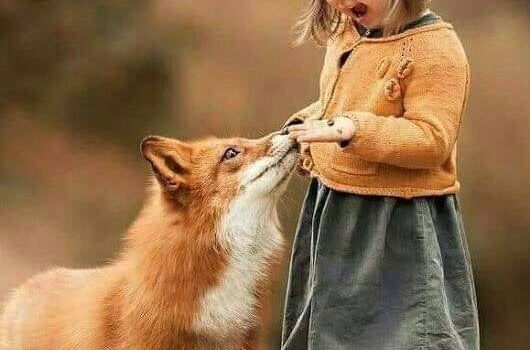 I colori caldi e un po’ bruciati della volpe. Sanno di sole, di bosco, di terra e di un’astuzia che arde dentro incessantemente. (Fabrizio Caramagna)