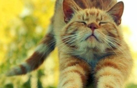 – “Quello che mi serve è una persona veloce, spigliata, scattante e con tanta voglia di lavorare”.- – “Bene, se mi assume le darò una mano a cercarla”.- (Duddley Moore)