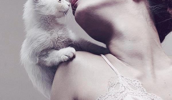 Il gatto sembra l’incarnazione di ogni cosa soffice, setosa, priva, nella sua composizione, di qualsiasi asperità: un sognatore la cui filosofia è “Dormi e lascia dormire”. (Saki)