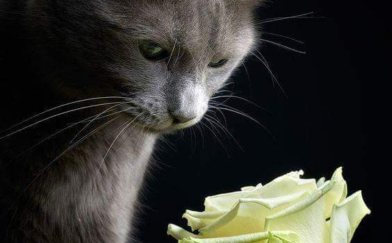 Tra tutti gli animali il gatto è l’unico che riesca a vivere nella contemplazione. Egli osserva la ruota dell’esistenza dall’esterno…