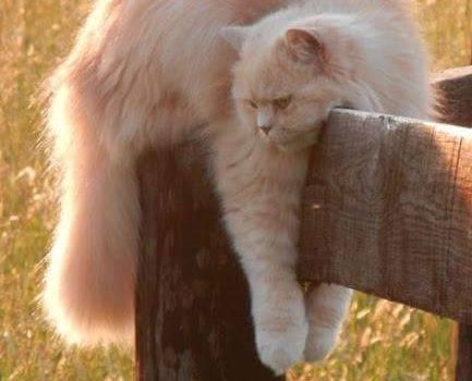 Previsioni per questa giornata. Allerta riposo con precipitazioni di sonno nel pomeriggio. Buona domenica!