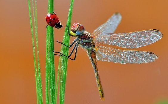 A mezz’aria si libravano libellule meravigliose, dai riflessi turchini, metallici; metallico e meccanico era anche il loro ronzio. Erano piccole macchine da guerra: a un tratto calavano come dardi su un’invisibile preda.  (Primo Levi)
